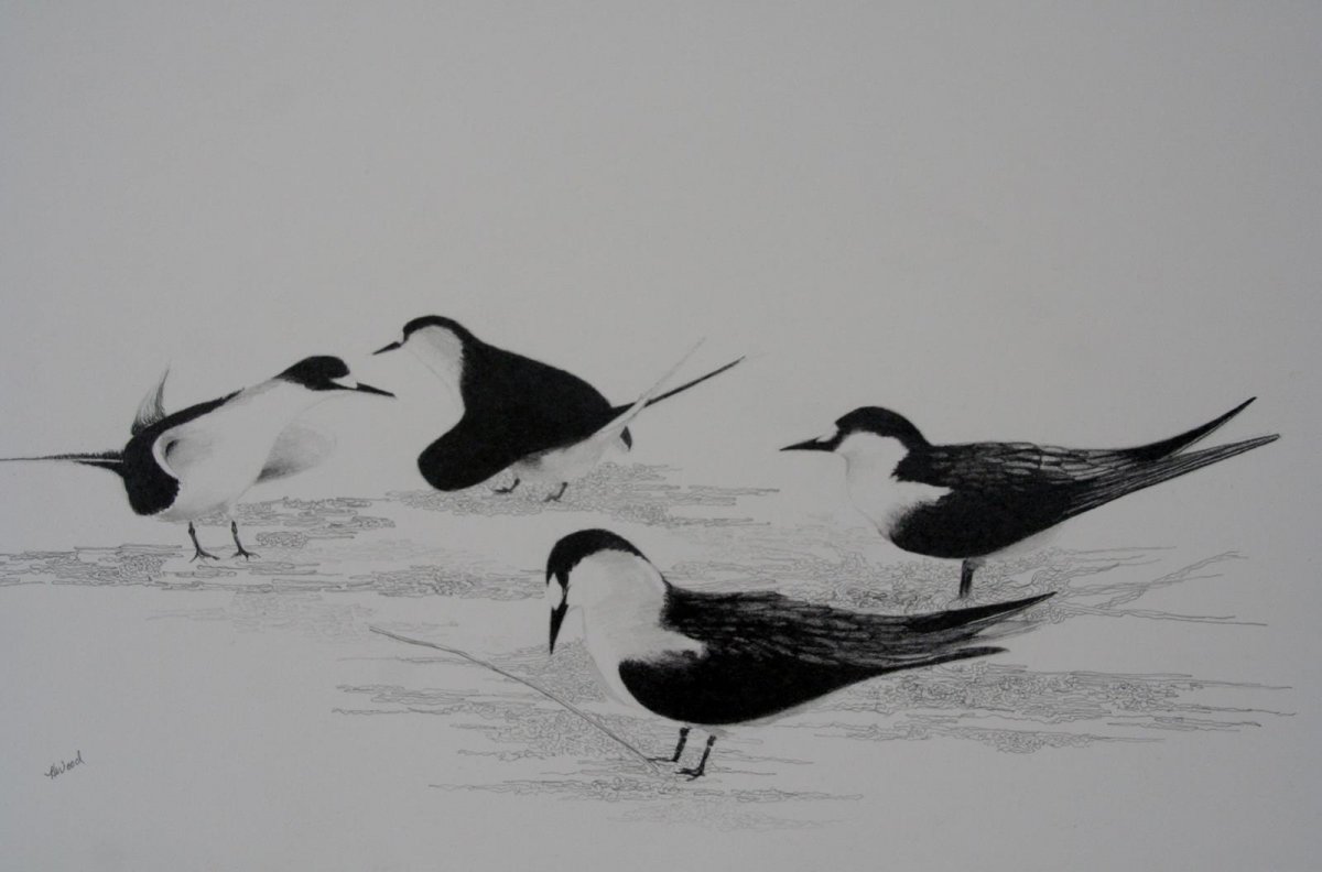 Mating Time Sooty Terns, graphite for sale by artist Heather Wood $350