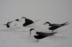 Mating Time Sooty Terns